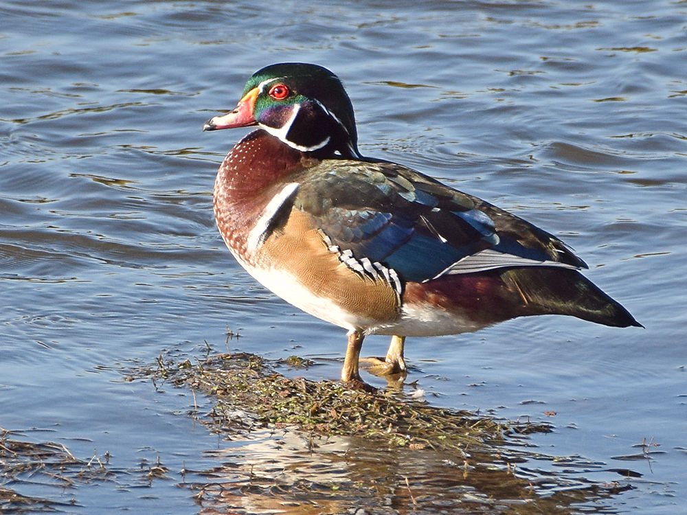 WoodDuck2.jpg