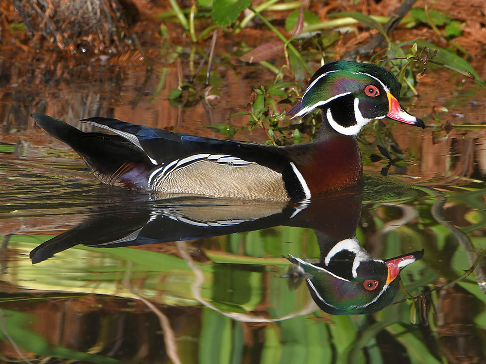 WoodDuck2.jpg