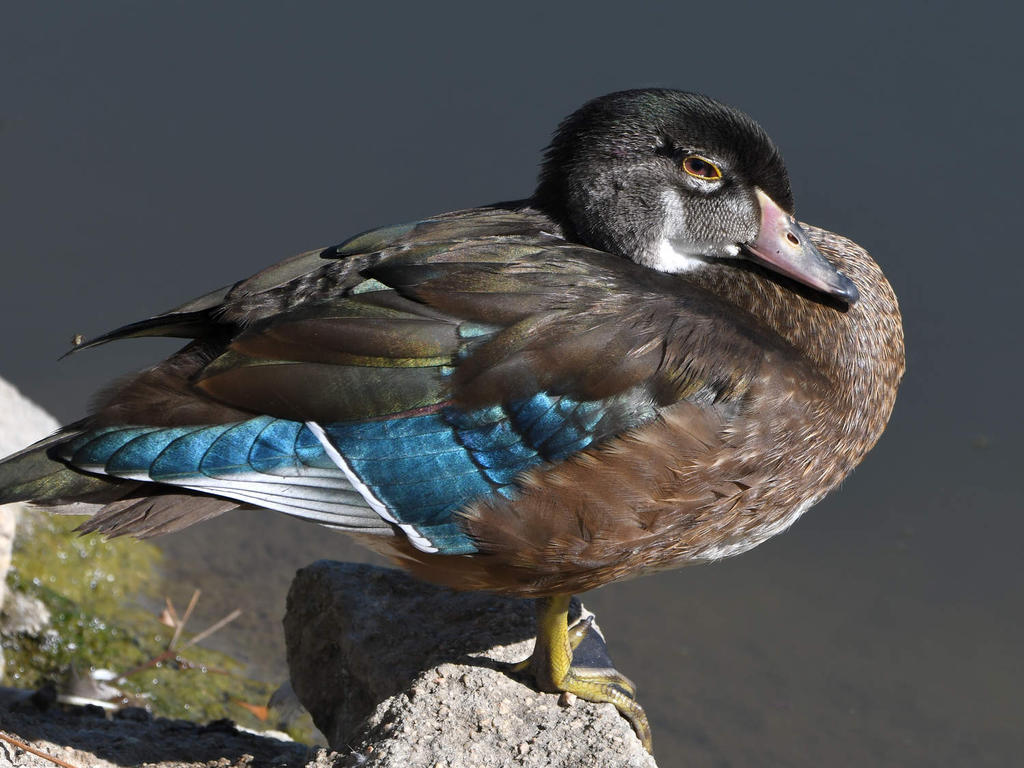 WoodDuck2.jpg