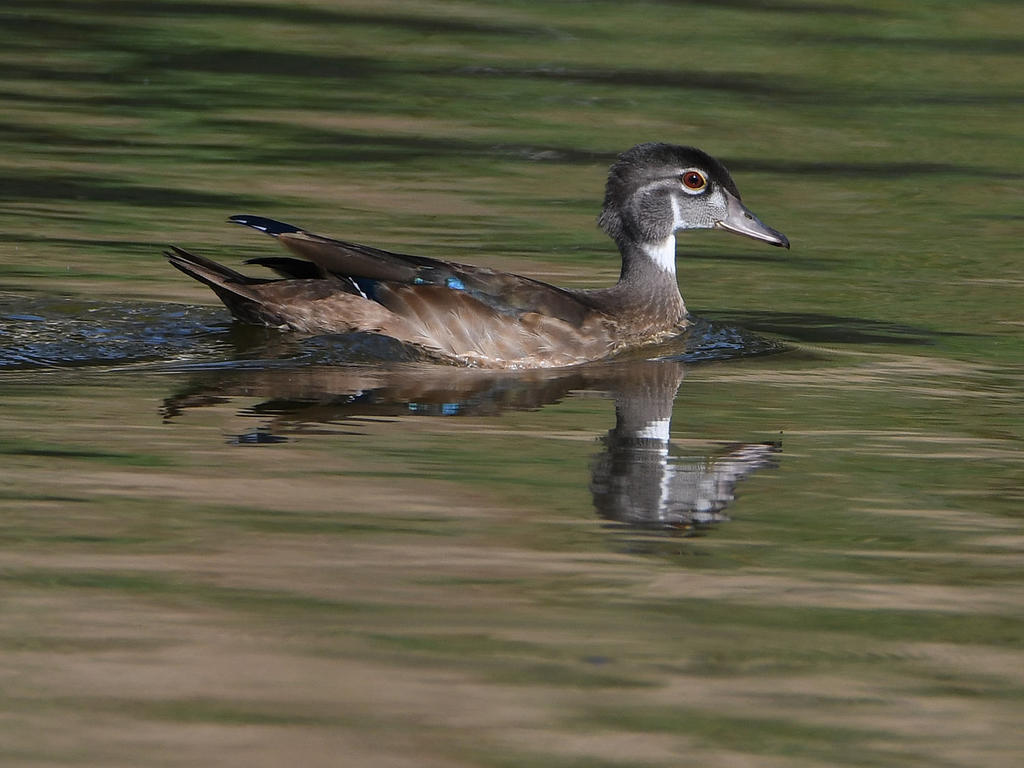 WoodDuck2.jpg