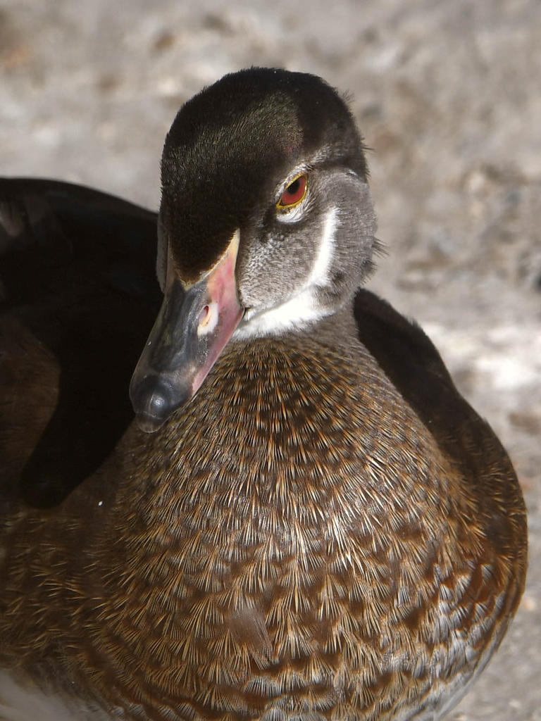 WoodDuck2.jpg