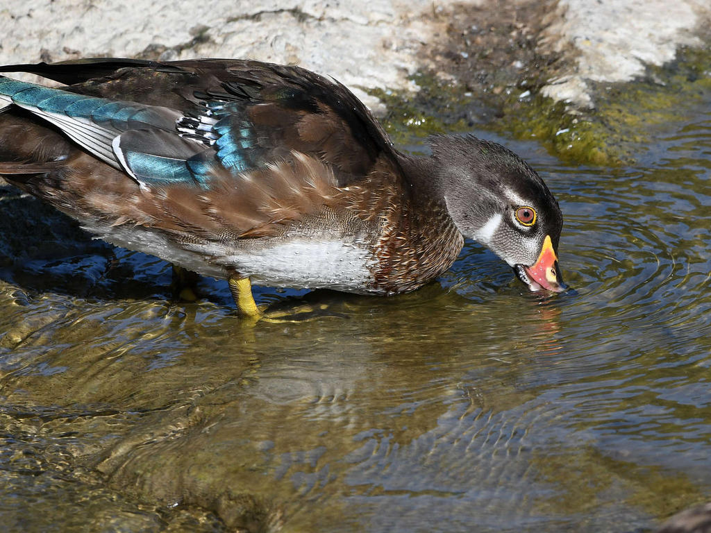 WoodDuck2.jpg