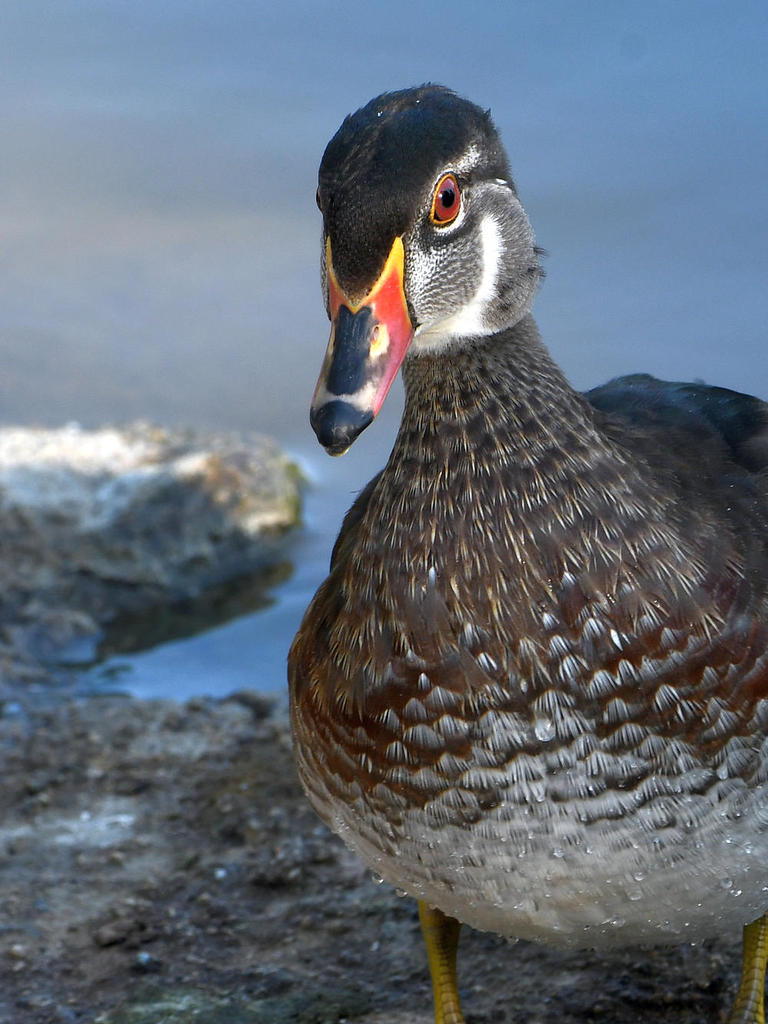 WoodDuck2.jpg