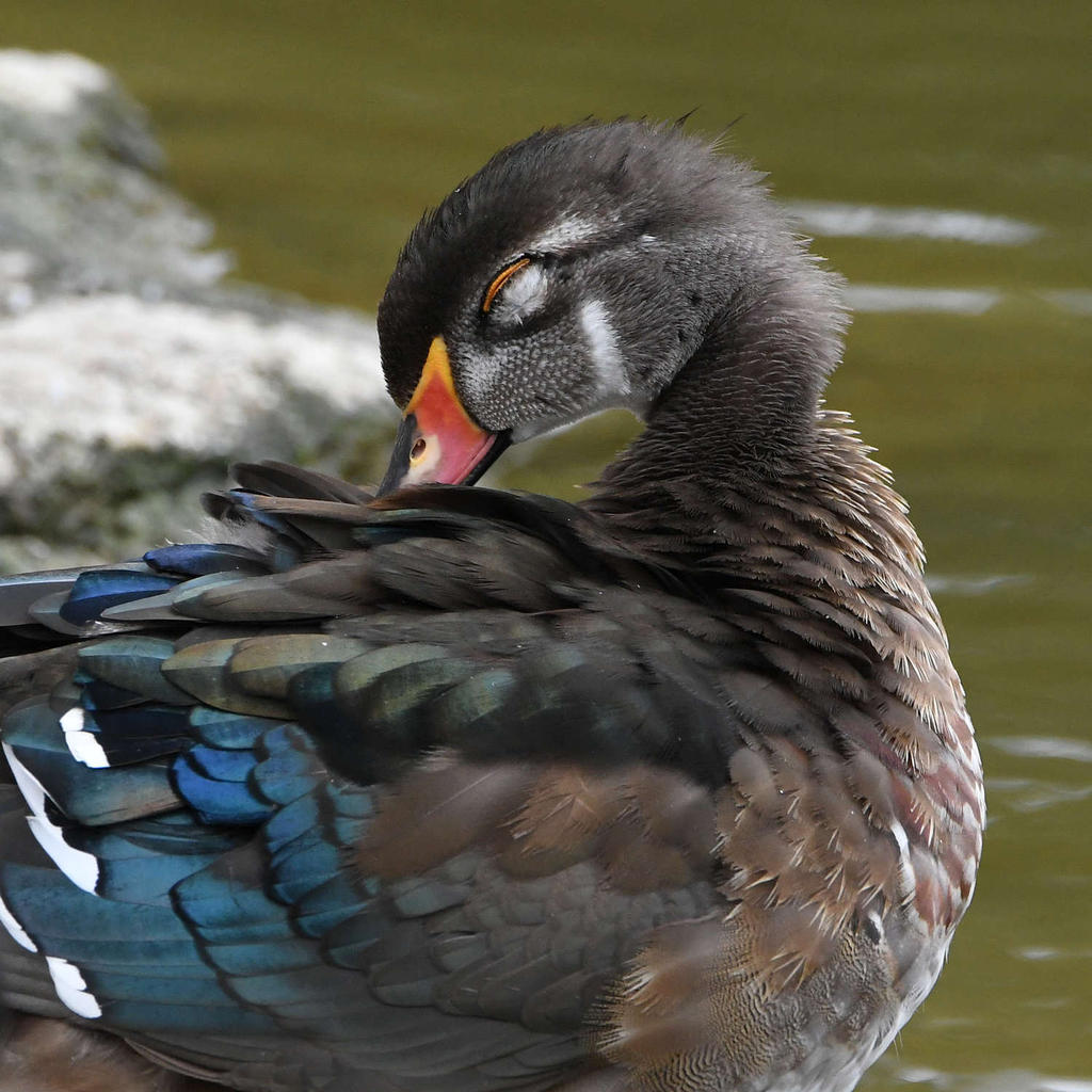 WoodDuck2.jpg