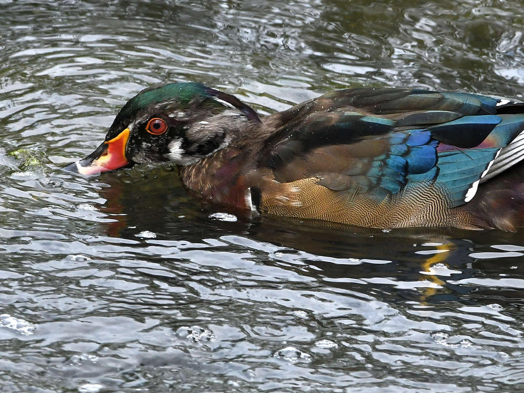 WoodDuck2.jpg