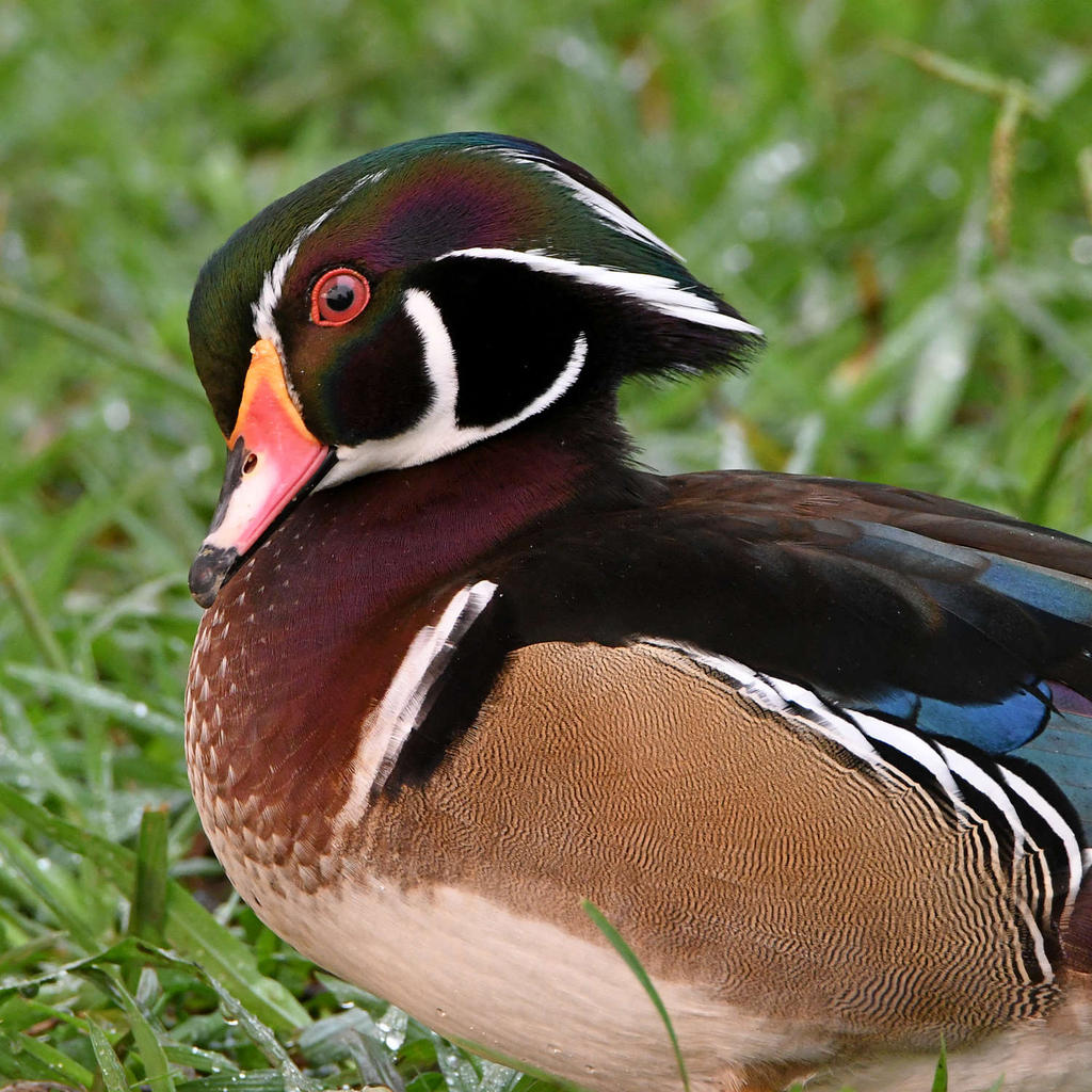 WoodDuck2.jpg