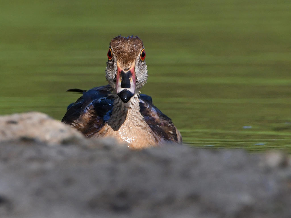 WoodDuck2.jpg