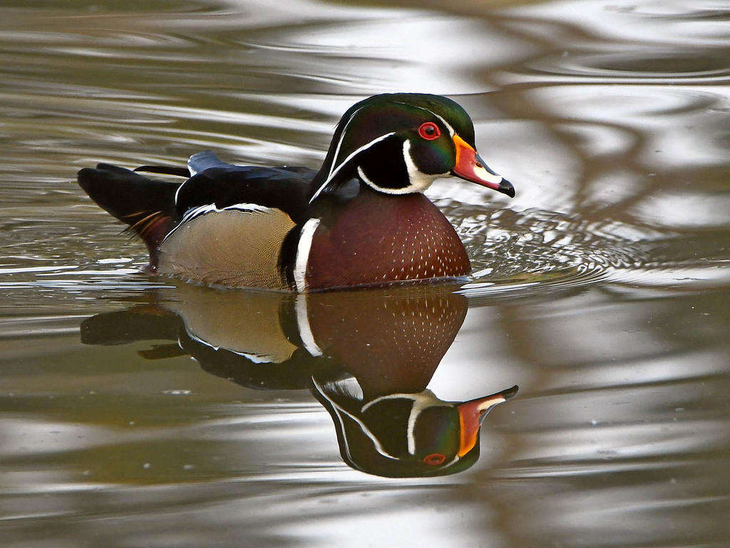 WoodDuck2.jpg