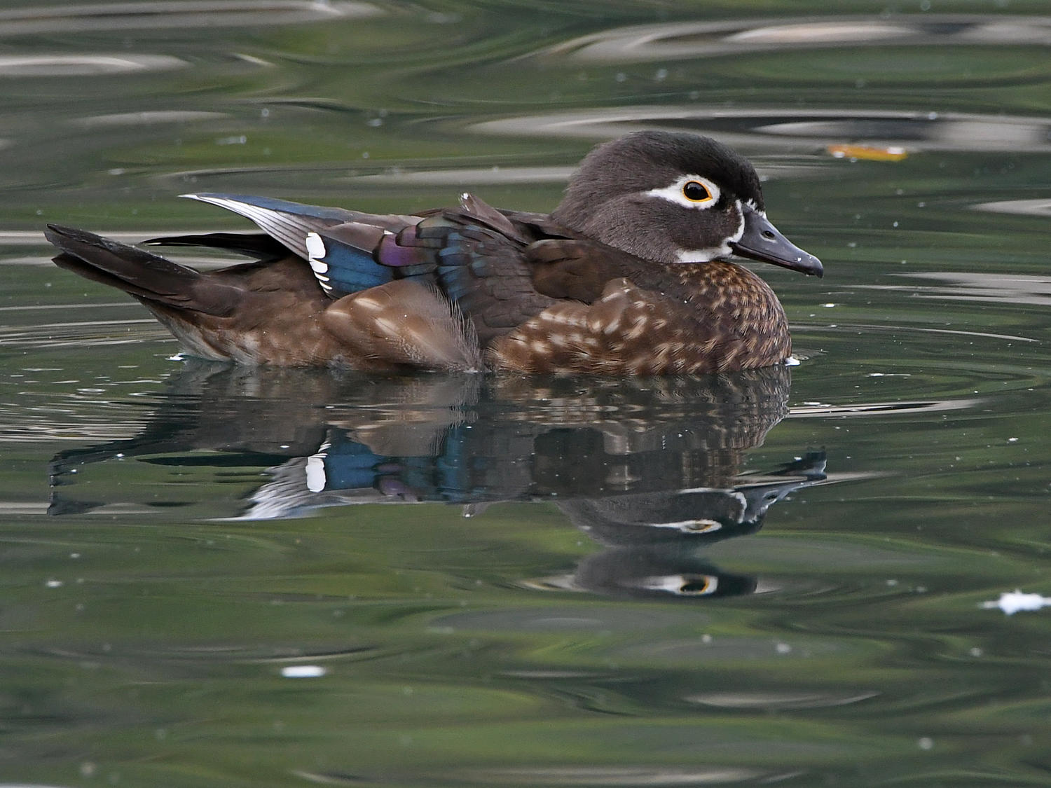 WoodDuck2.jpg