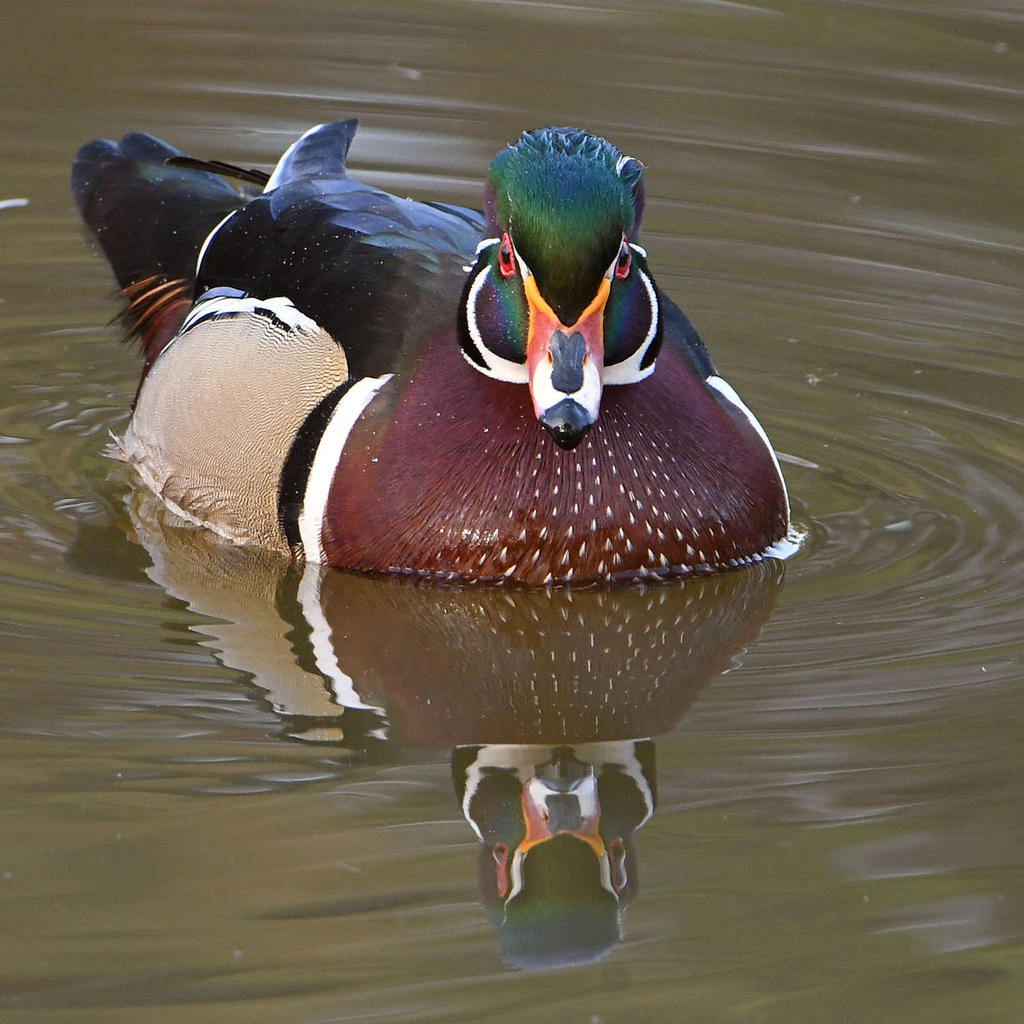 WoodDuck21.jpg