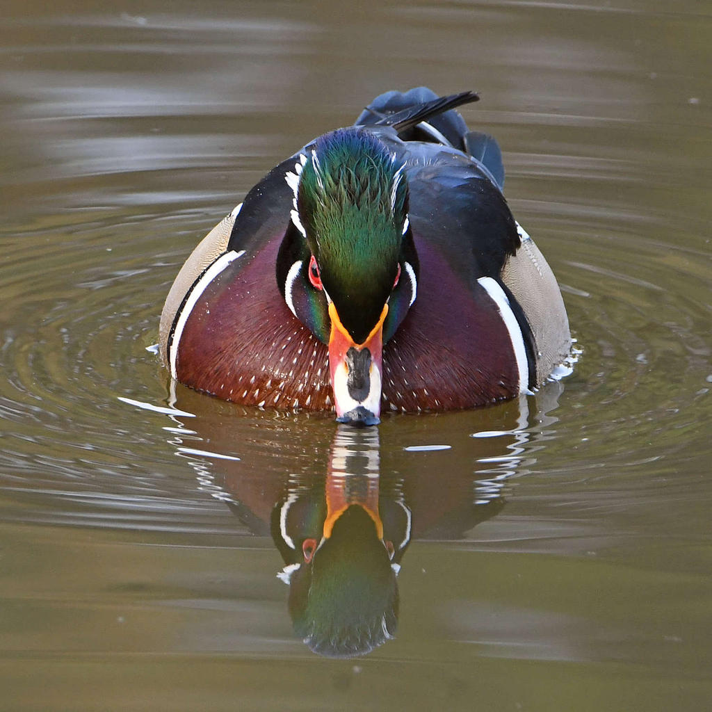 WoodDuck22.jpg