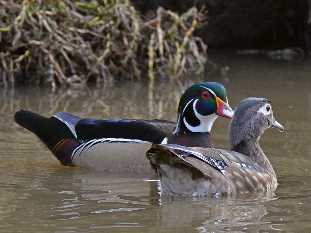 WoodDuck3.jpg