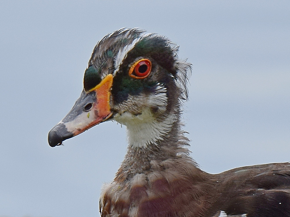 WoodDuck3.jpg
