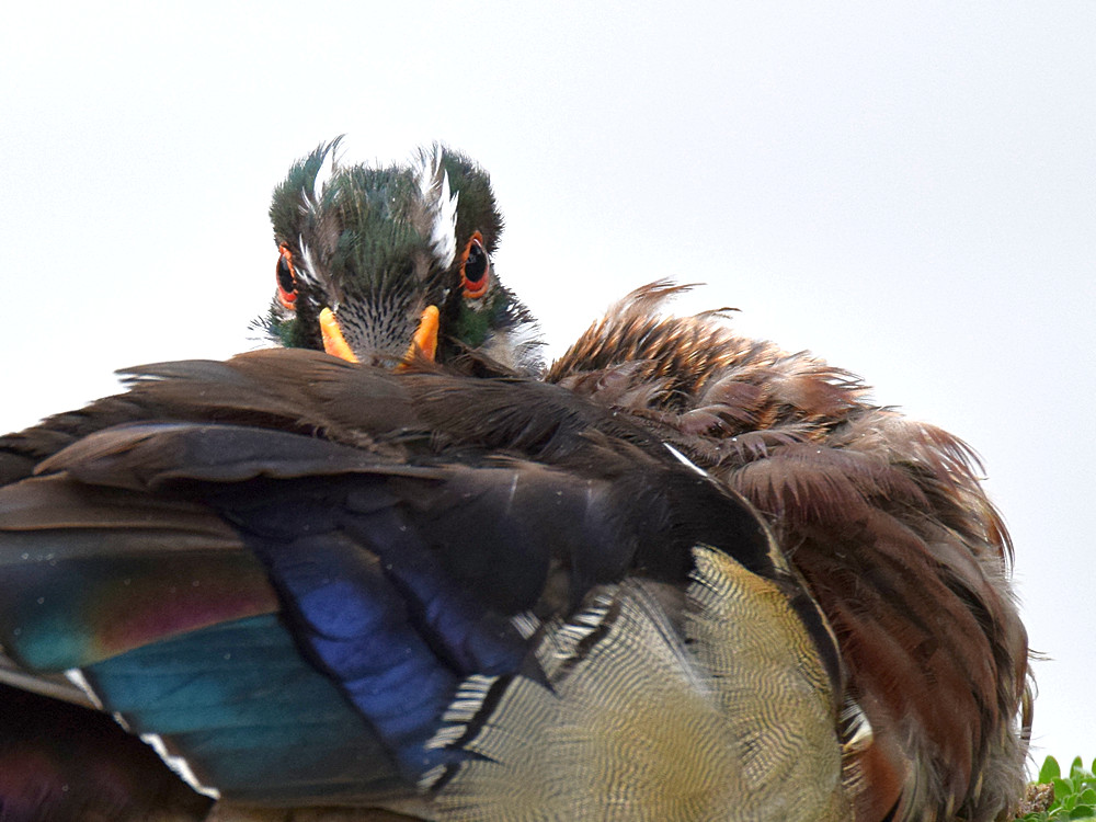 WoodDuck3.jpg