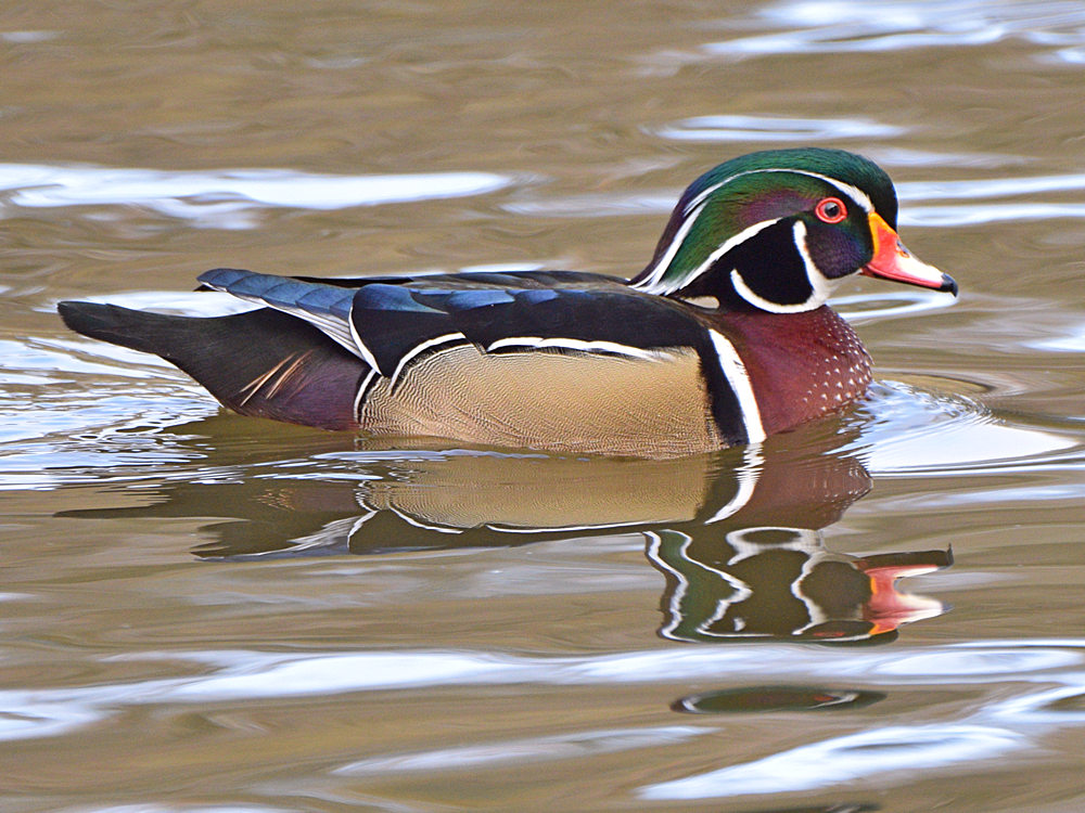 WoodDuck3.jpg