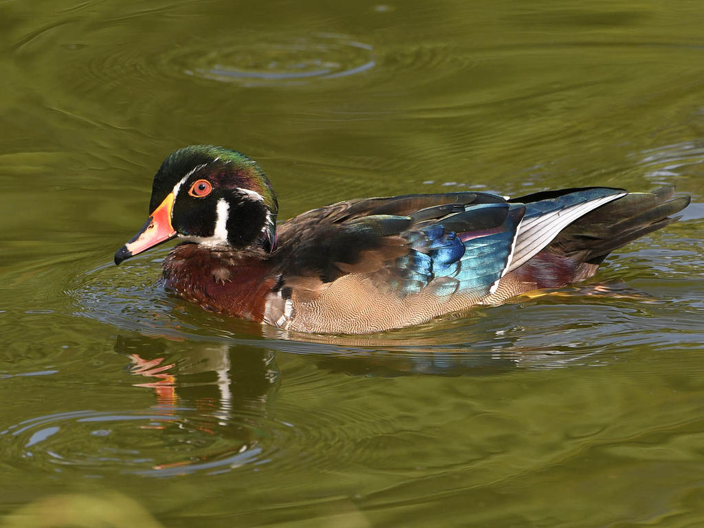 WoodDuck3.jpg