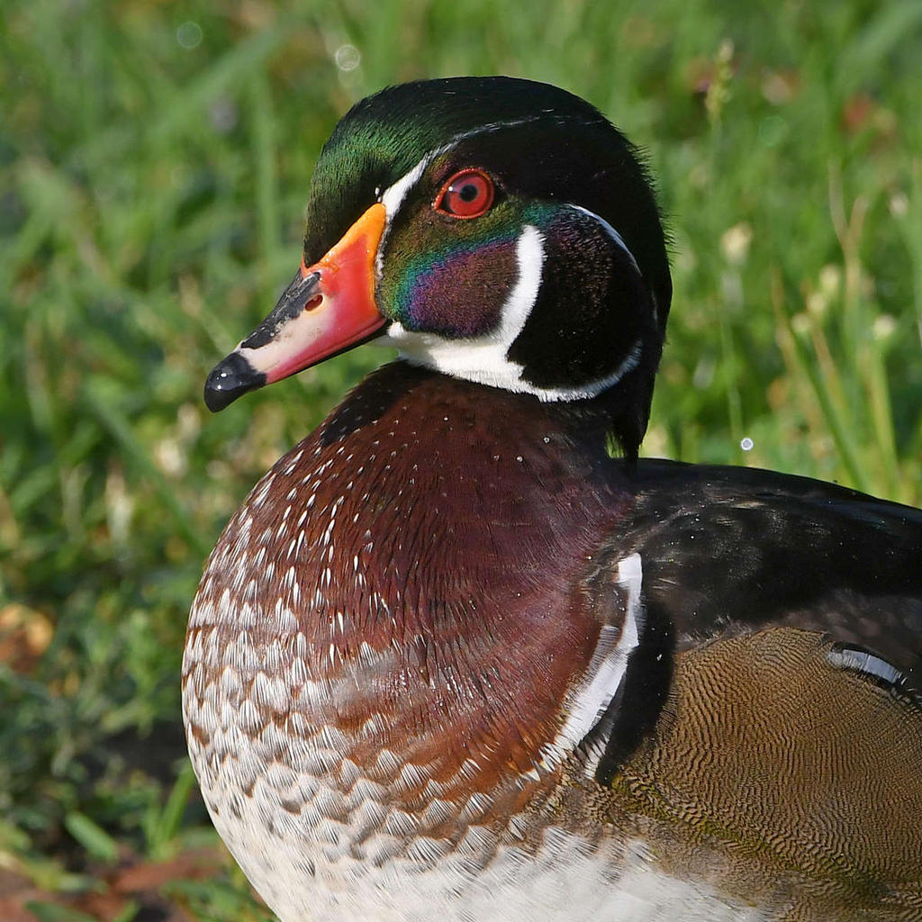 WoodDuck3.jpg