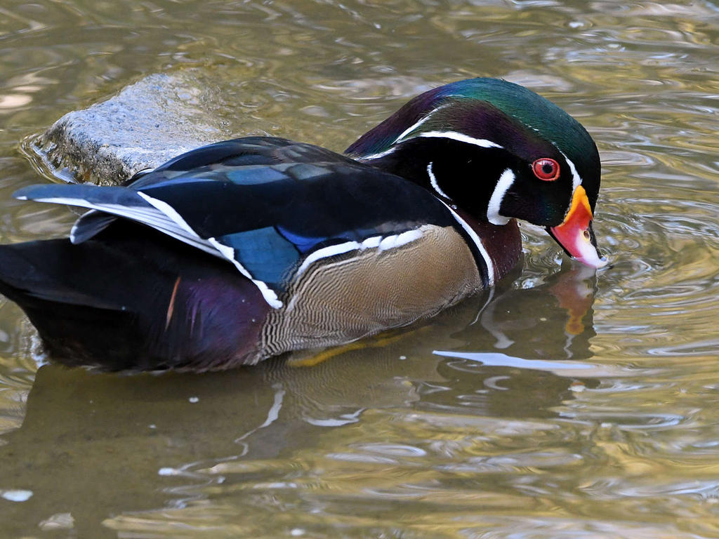 WoodDuck3.jpg