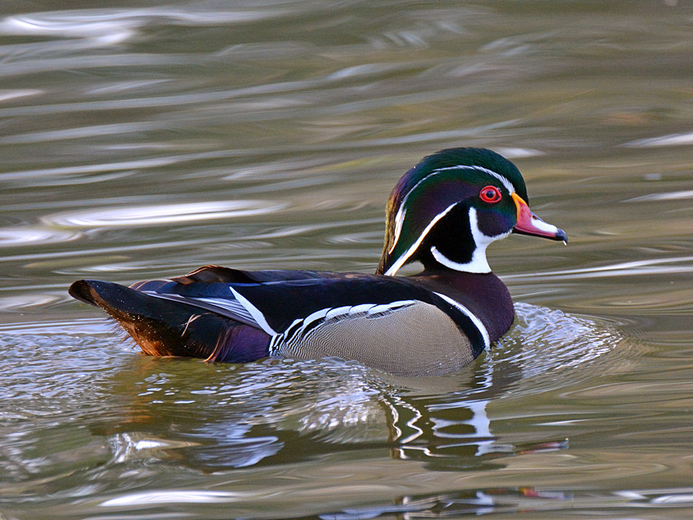 WoodDuck4.jpg