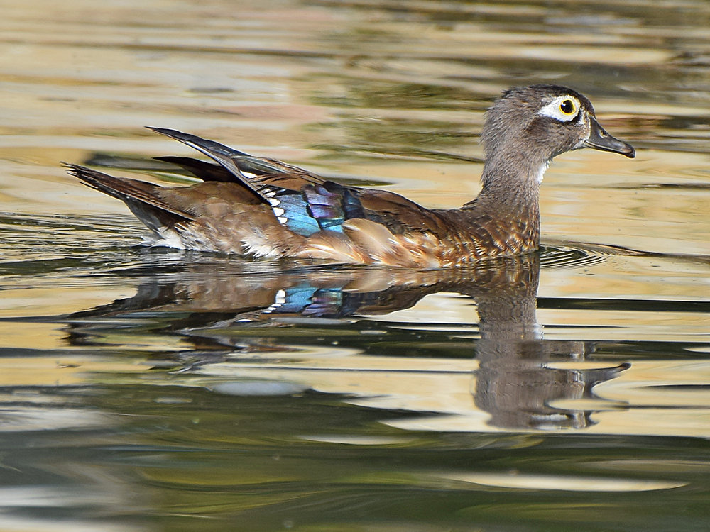 WoodDuck4.jpg