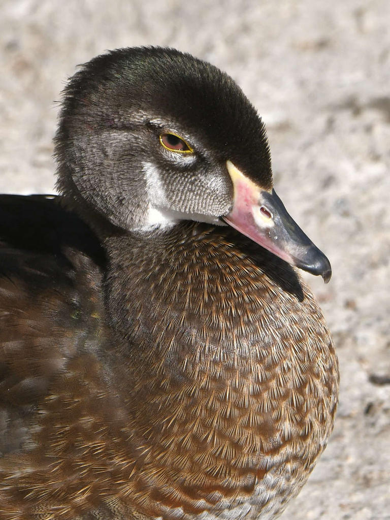 WoodDuck4.jpg