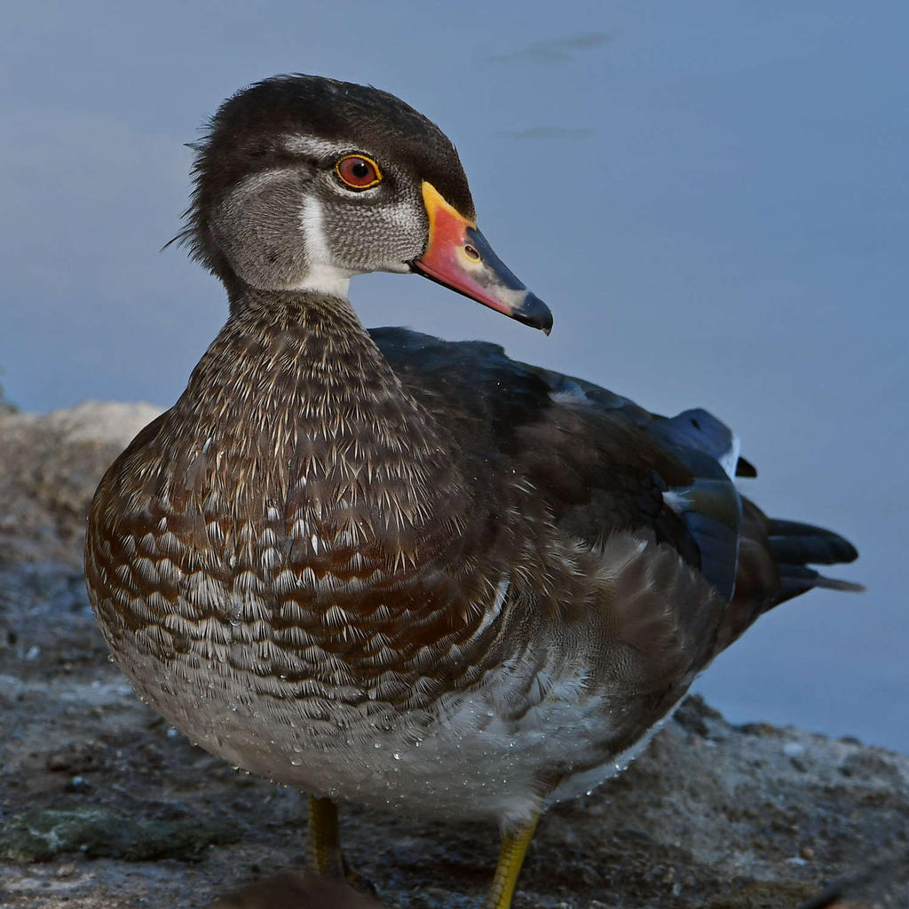 WoodDuck4.jpg