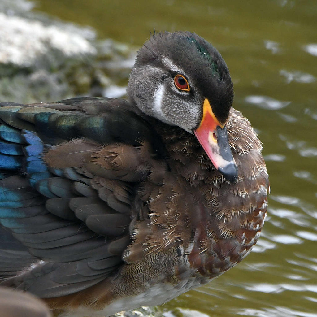 WoodDuck4.jpg