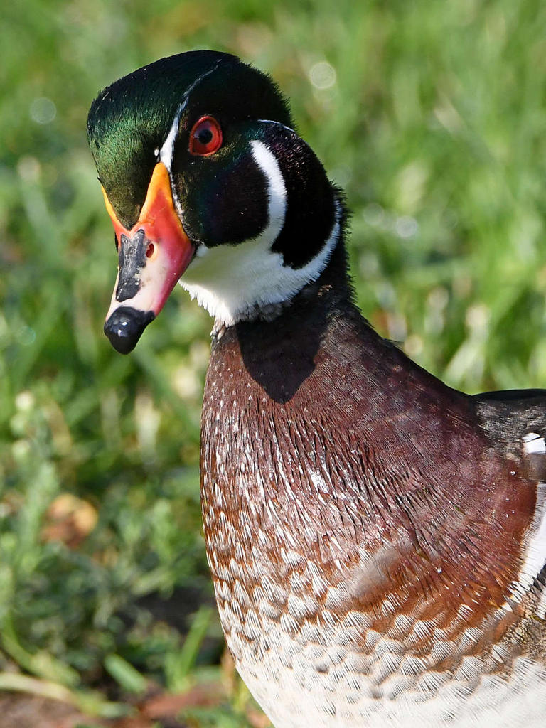 WoodDuck4.jpg