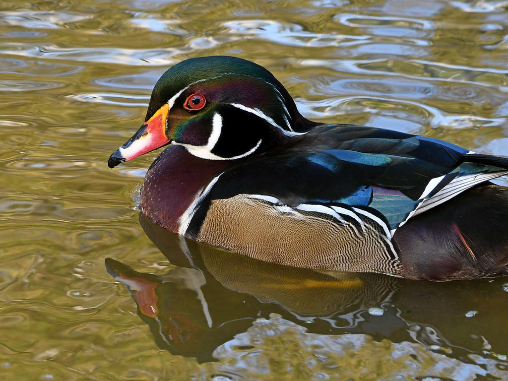WoodDuck4.jpg