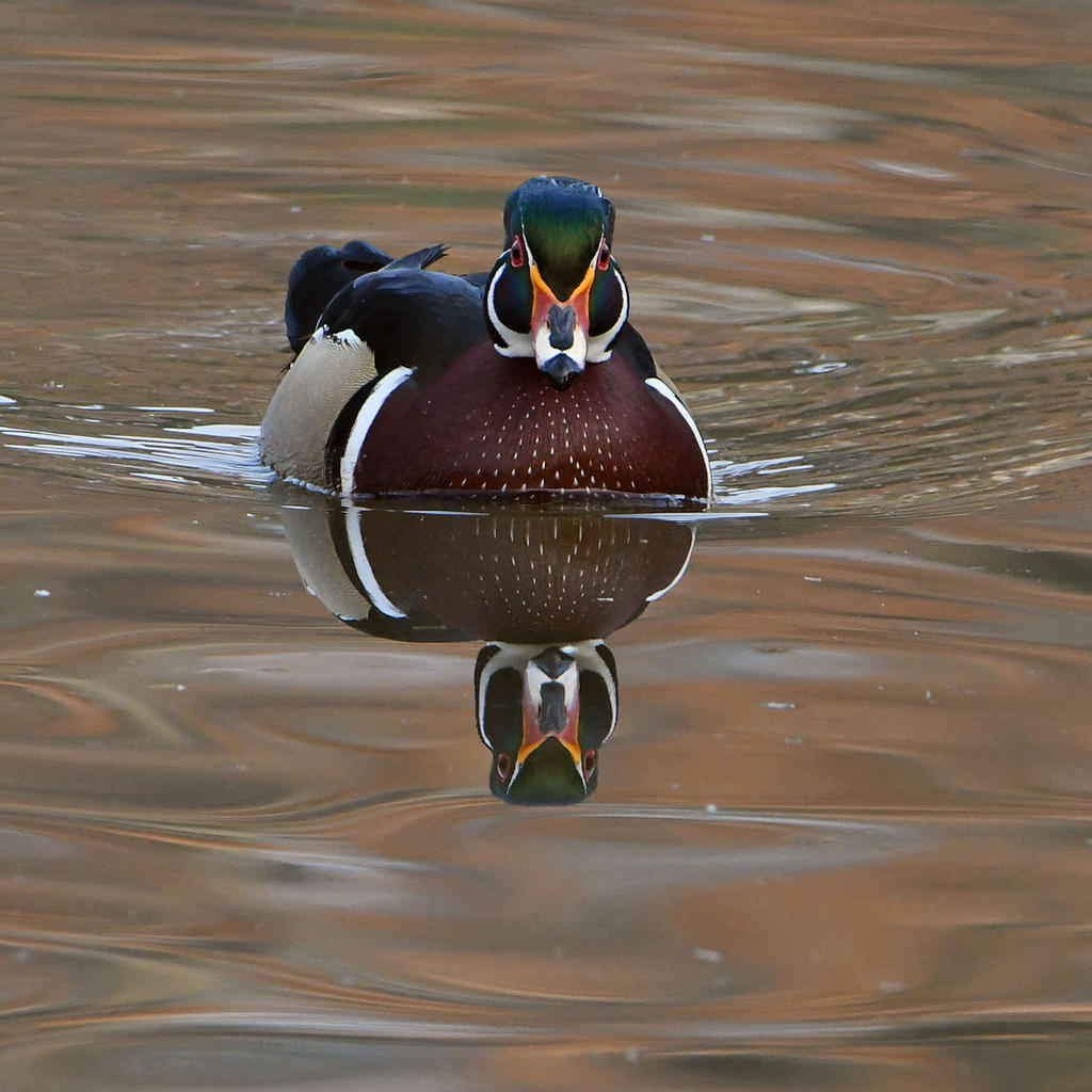 WoodDuck4.jpg