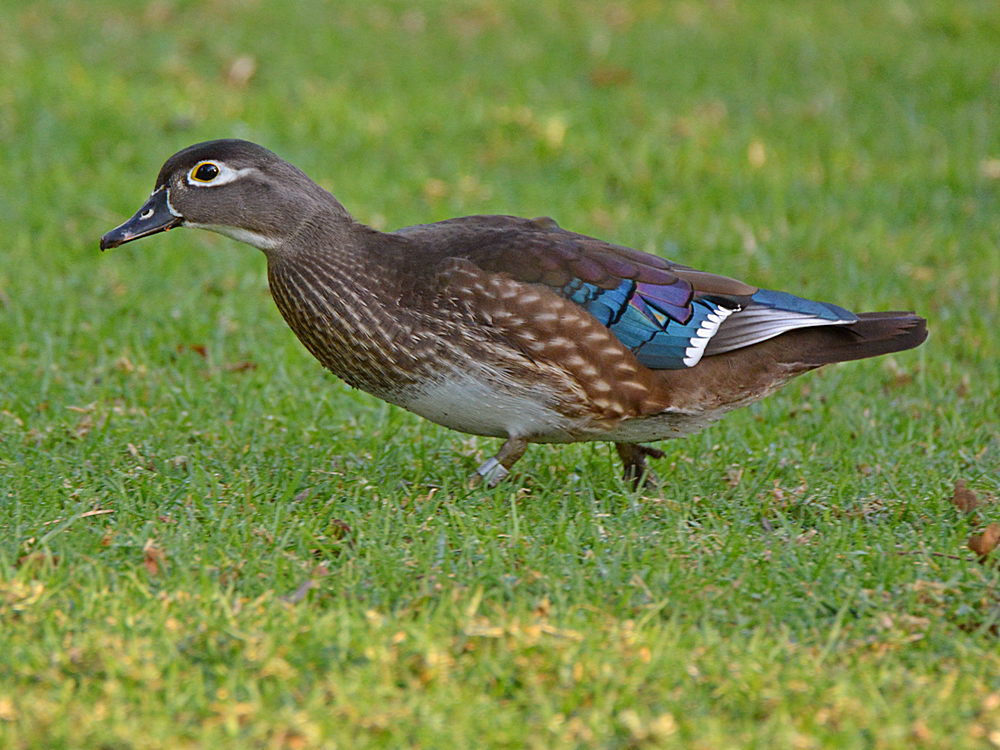 WoodDuck5.jpg