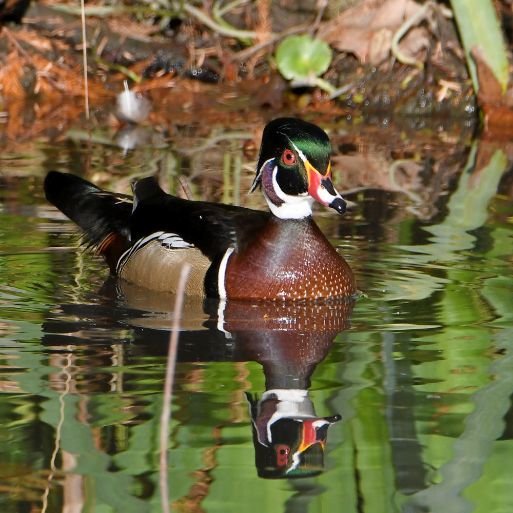 WoodDuck5.jpg