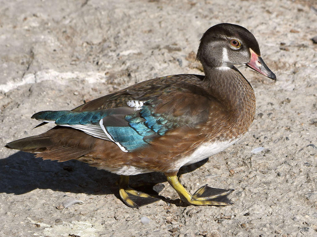 WoodDuck5.jpg