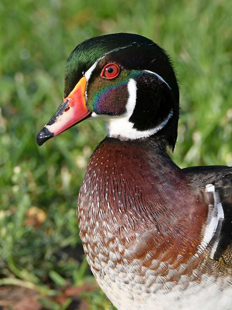 WoodDuck5.jpg