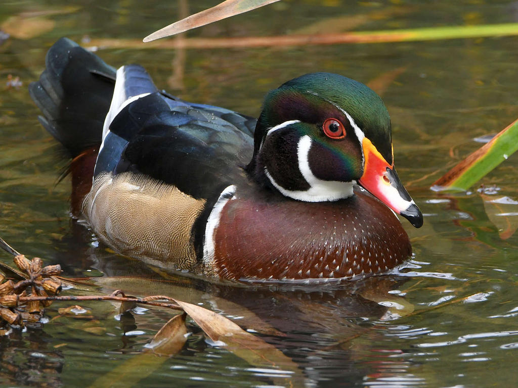 WoodDuck5.jpg