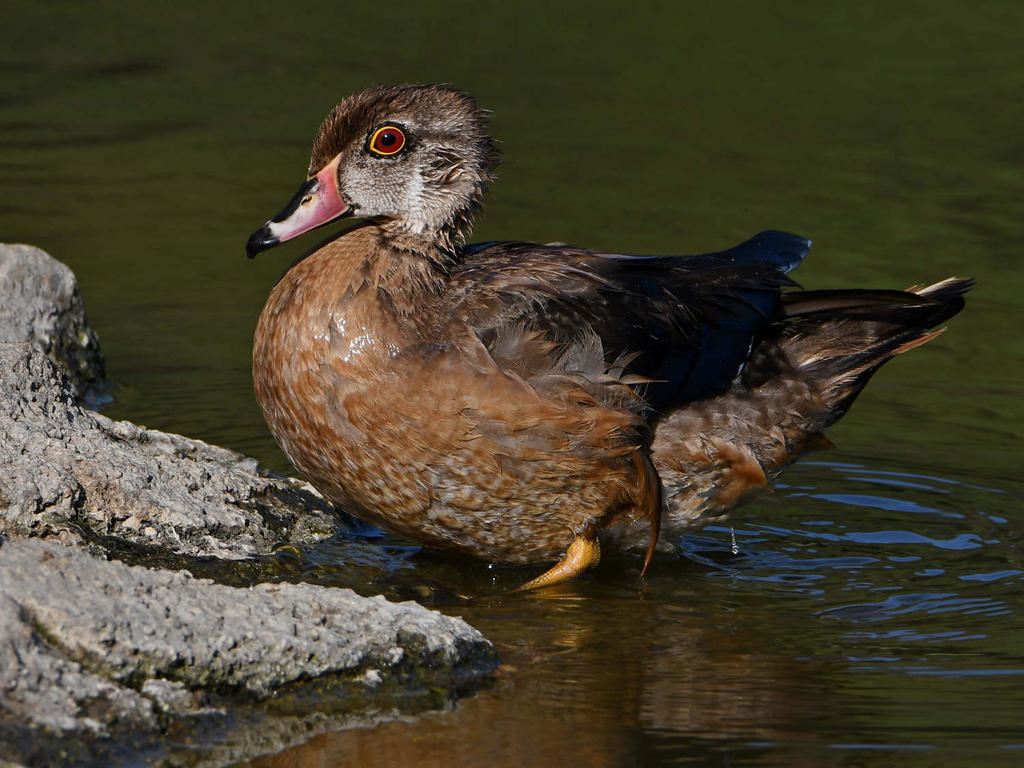 WoodDuck5.jpg