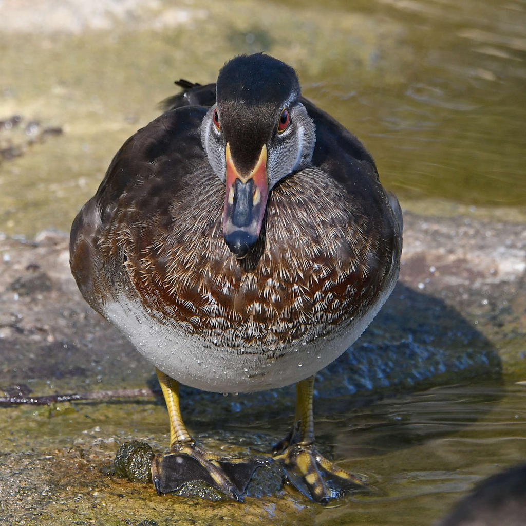 WoodDuck6.jpg