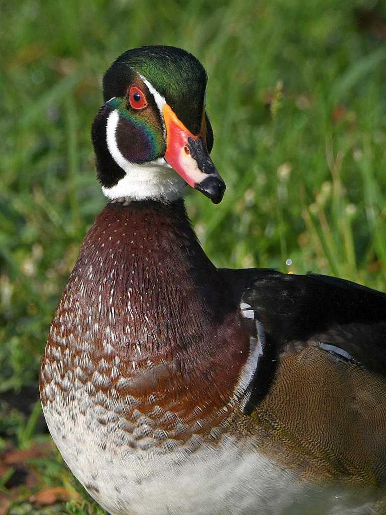 WoodDuck6.jpg