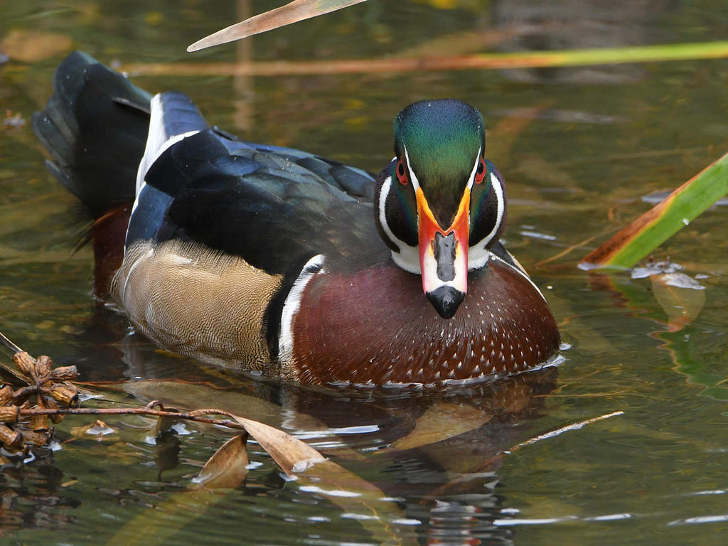 WoodDuck6.jpg