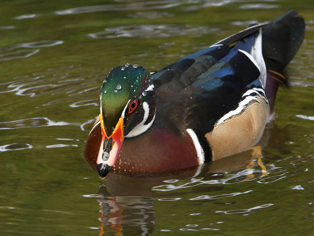 WoodDuck6.jpg