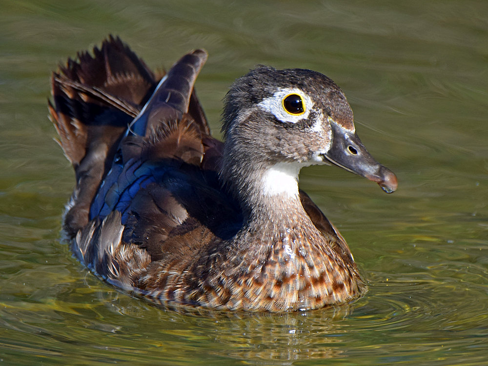 WoodDuck7.jpg