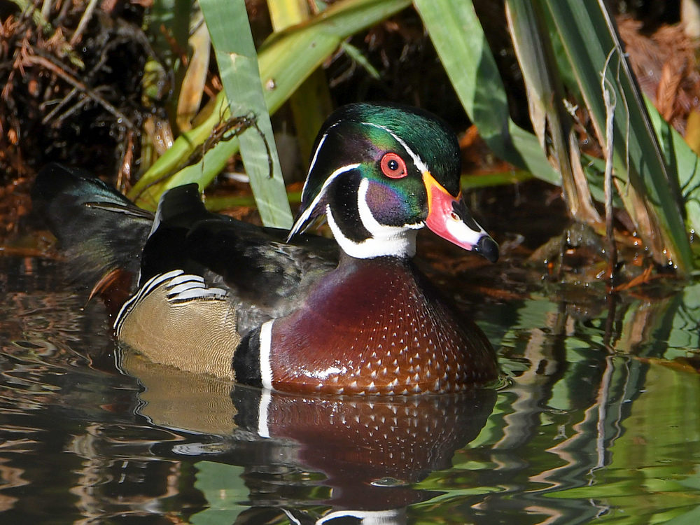 WoodDuck7.jpg