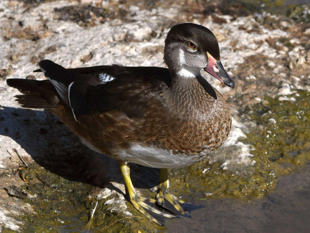 WoodDuck7.jpg