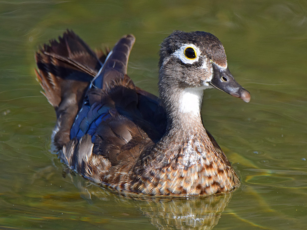 WoodDuck8.jpg