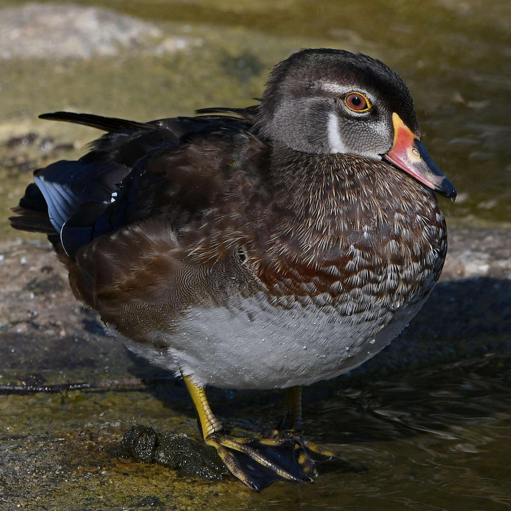 WoodDuck9.jpg
