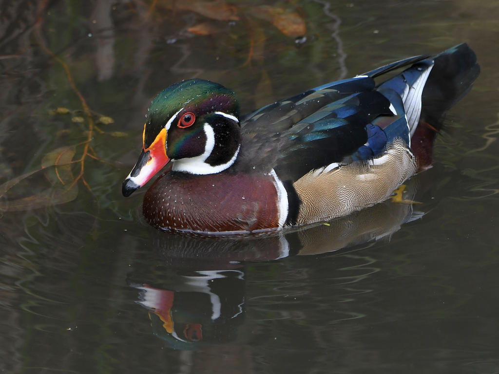 WoodDuck9.jpg