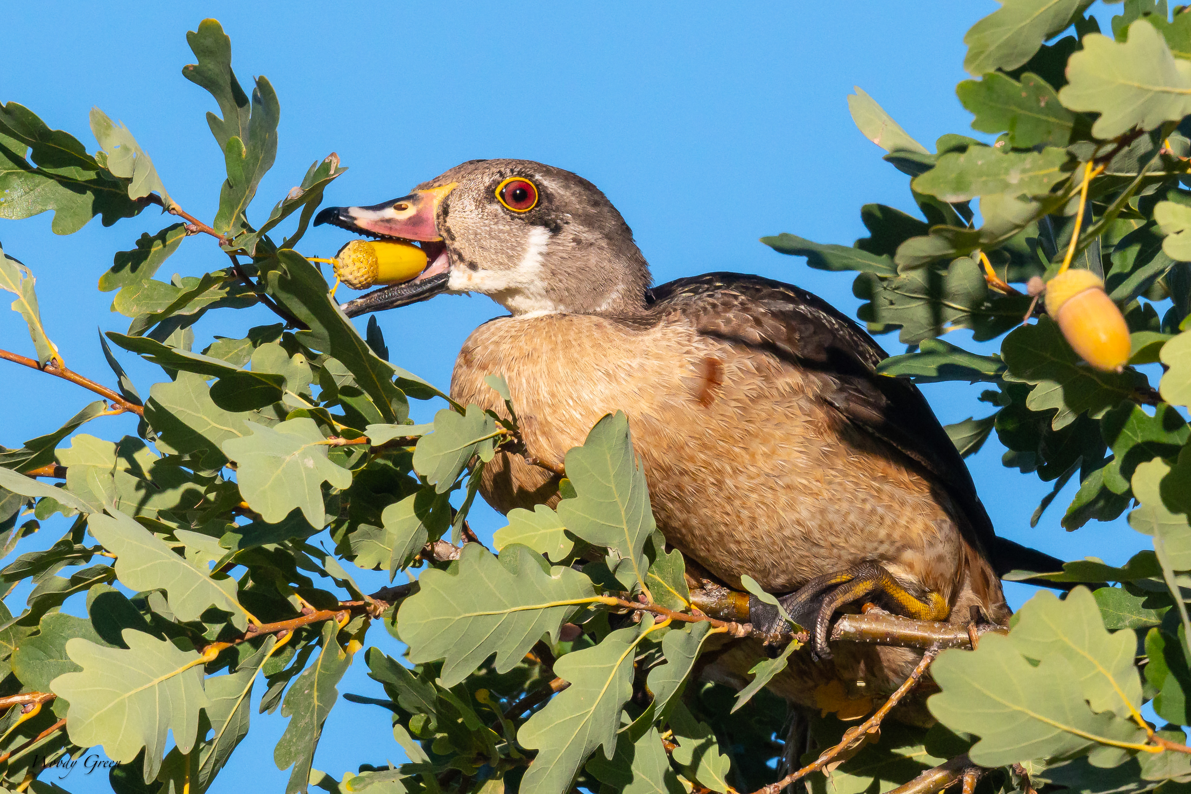 WoodDuckAcorn-122.jpg
