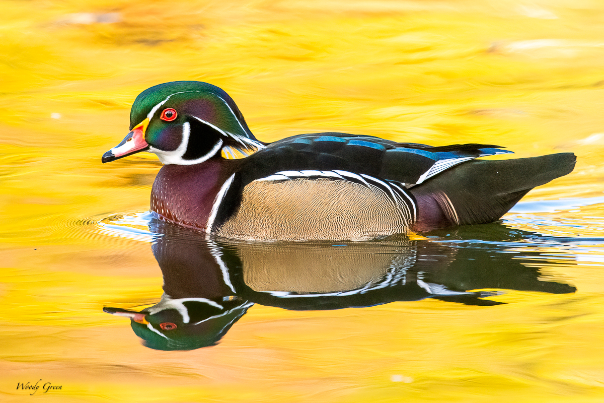 WoodDuckAutumn-72.jpg