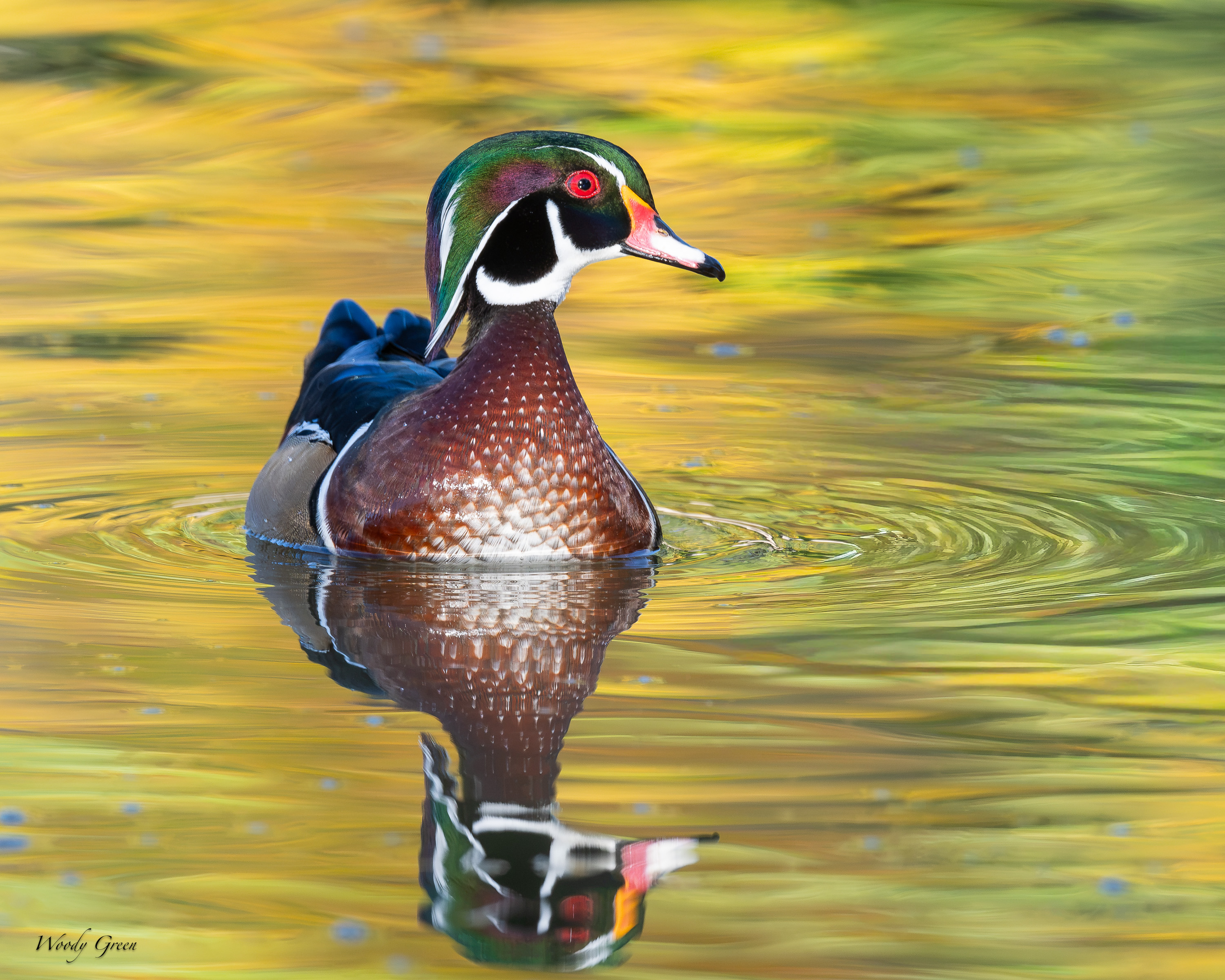 WoodDuckAutumn-759.jpg