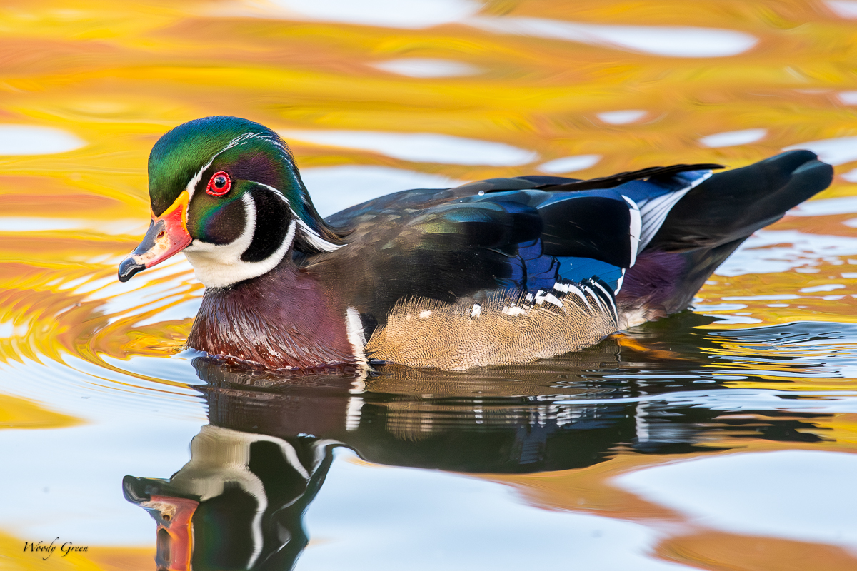 WoodDuckAutumn-76.jpg